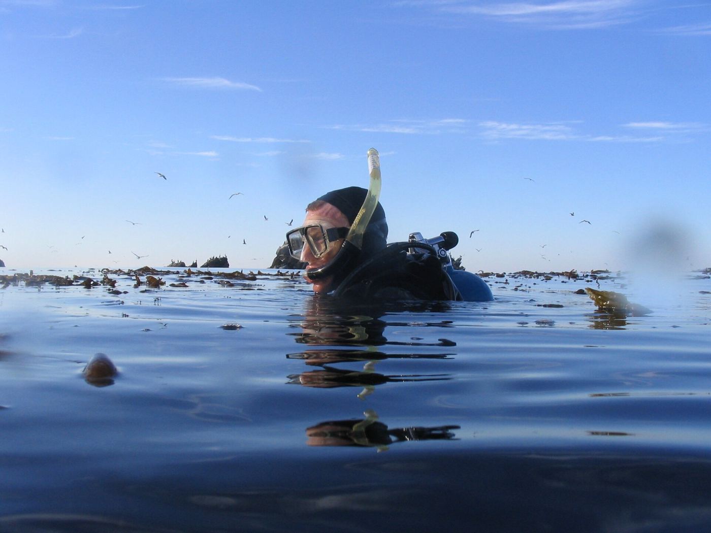 diver observing tall kelp fronds rising through clear ocean water