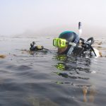 diver swimming through a kelp forest