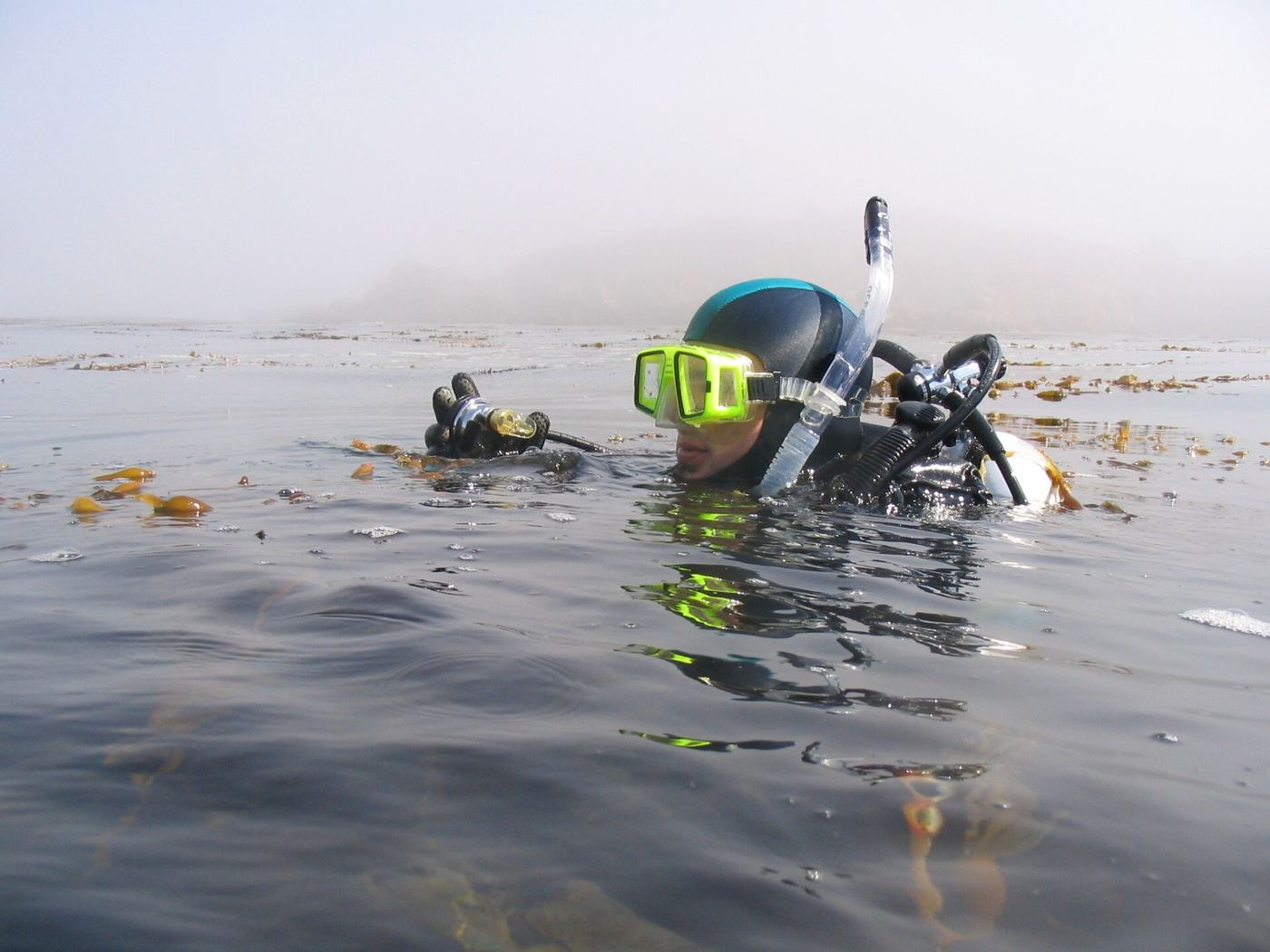diver swimming through a kelp forest
